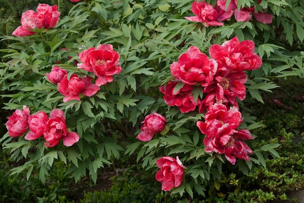 Eco-friendly coastal garden fencing: cutting-edge wind-resistant privacy ideas for uk green homeowners